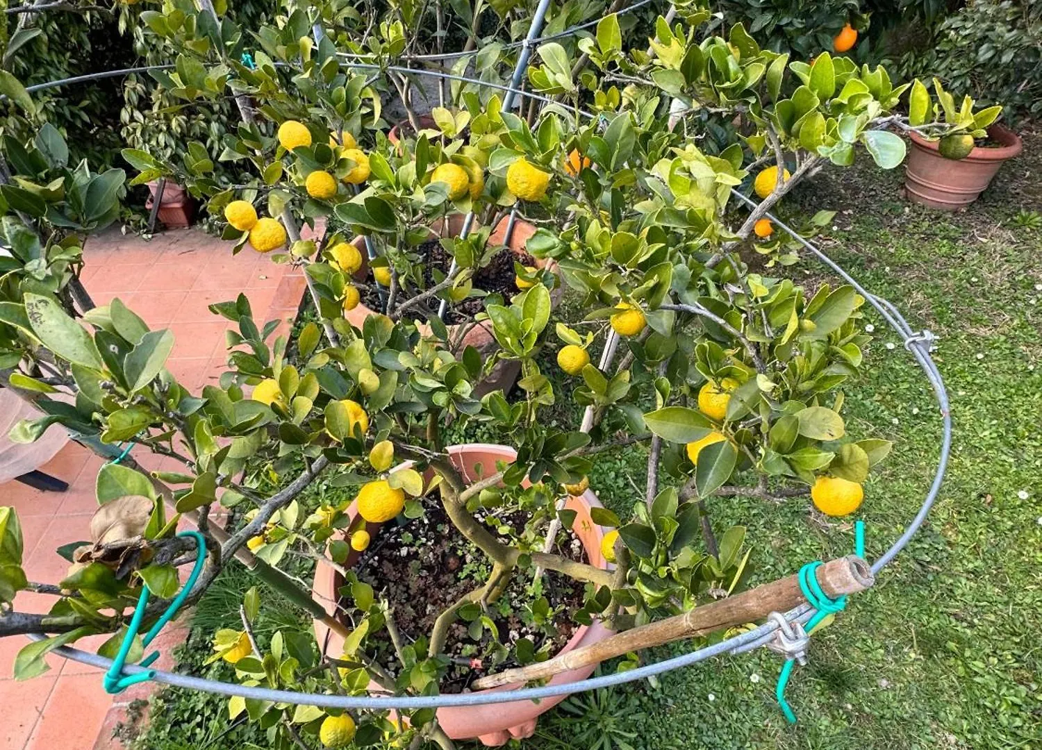 Сasa de vacaciones La Limonaia Di Vanna Impruneta Italia