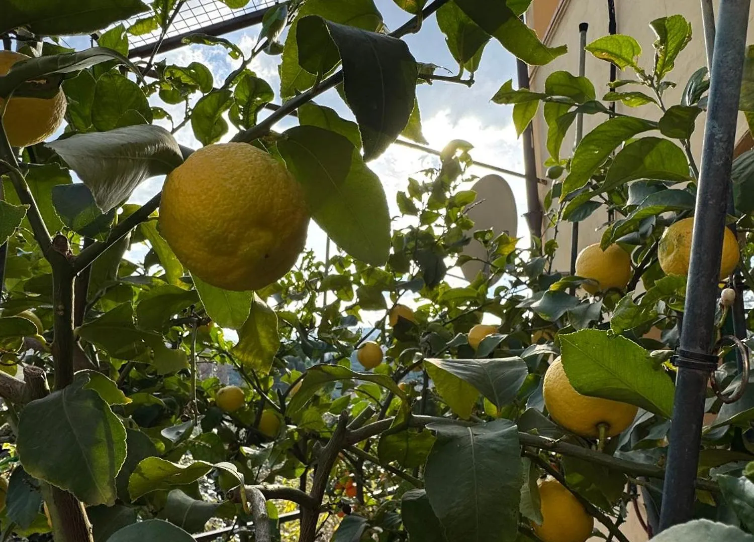 La Limonaia Di Vanna Impruneta Italia