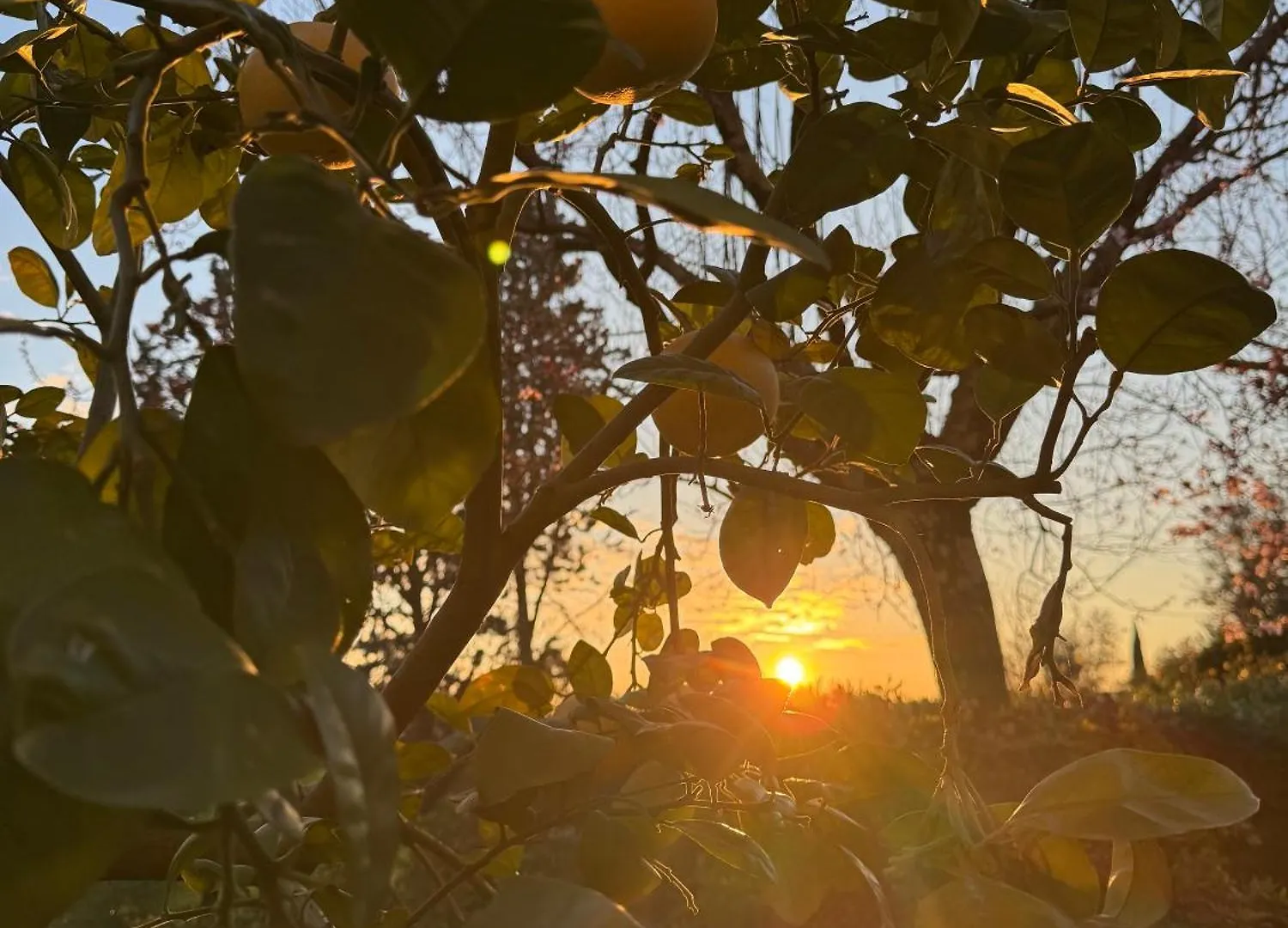 La Limonaia Di Vanna Impruneta Italia